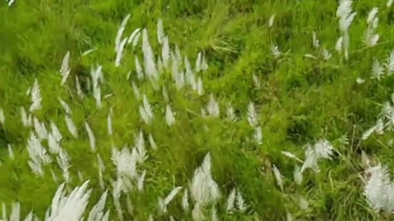 Wildlife is in closer view with a natural perspective.