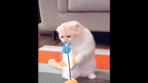 Try Not To Laugh Challenge - Funny Cat & Dog Vines compilation best of 2021