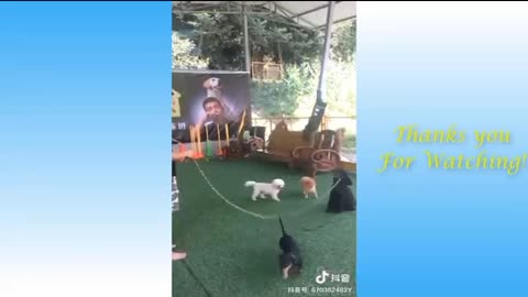 pets funy fun pets funy peats