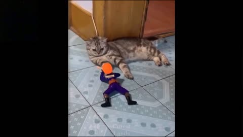 War, but without that cat
