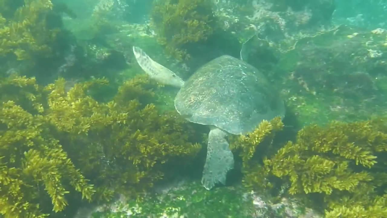 The green turtle (Chelonia mydas)