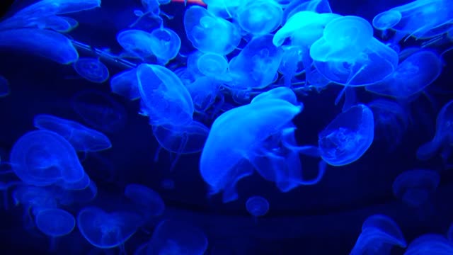 Jellyfishes in the Ocean 🌊🌎