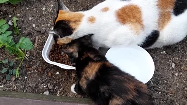 Mother cat and baby cat.