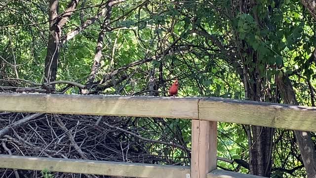 Papa Cardinal gracing us with his presence