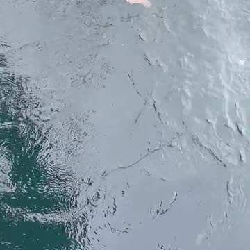 Monster tuna eatting a flounder