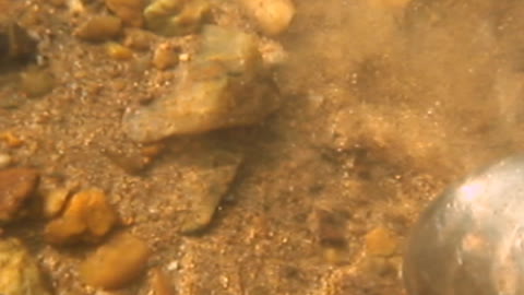 VA Gold On the Creek Rap River July 2008 3