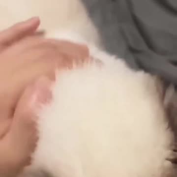 Kittycat and Cute cat videos