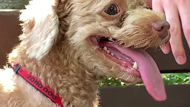 Panting Dog Slow Motion.