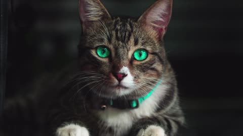 Cute cat