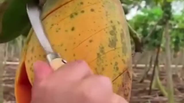 Fruit processing