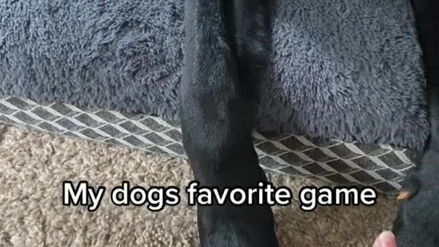 My dog's favorite game