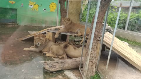 The three lions got together and were looking for something to eat