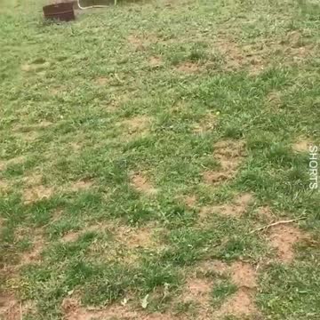 The Dog With Stick Is Stuck And Confused! 😂