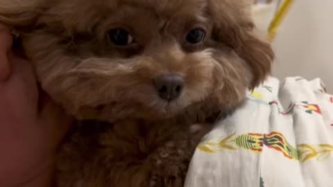 Daddy dog#dog #cute #poddledog