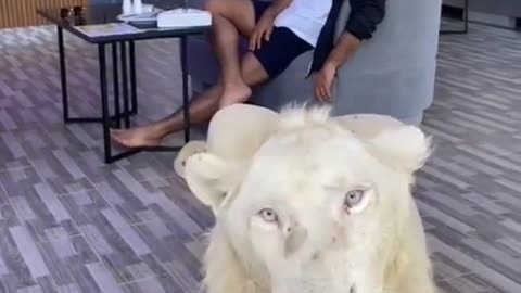 Dubai king