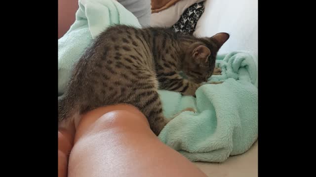 Adorable Kitten Suckling on Blanket