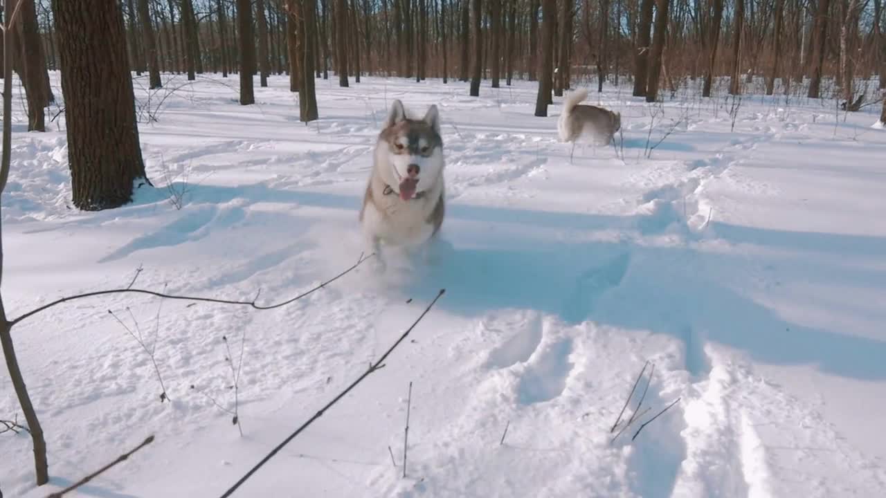 Siberian husky dogs running in snow forest