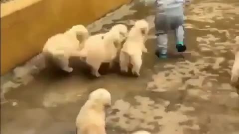 A boy plays with puppies