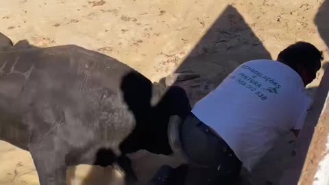 Man caught by an very hungry bull!