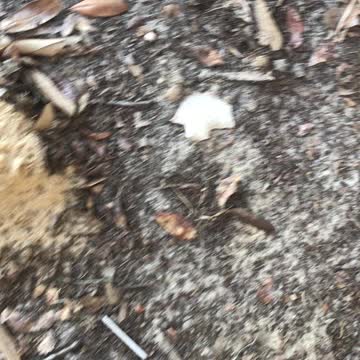 My first arrowhead ever found!