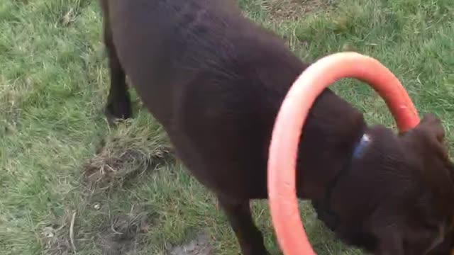 Brown and tan dogs play with toys in backyard