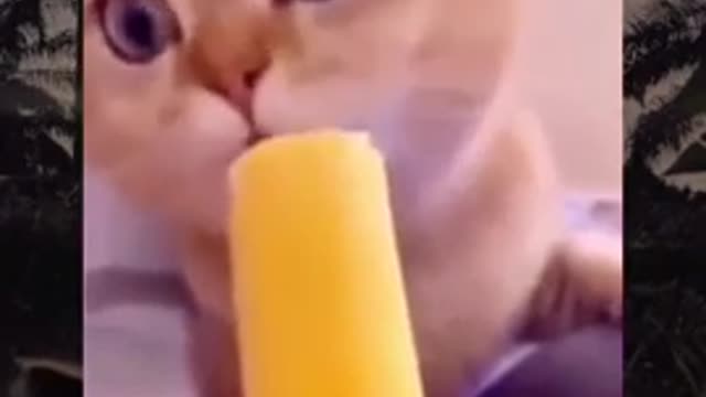 cute cat makes you laugh