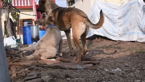 Cute and funny fighting between dogs