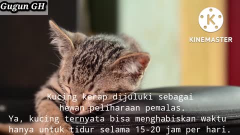 Fakta unik tentang kucing