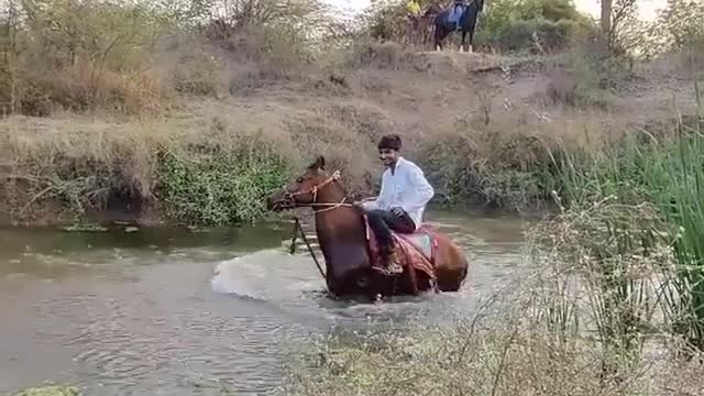 Horse 🐎 doing stunts in water