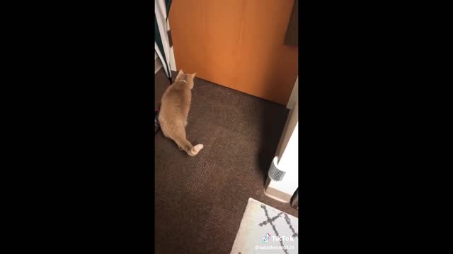 Funny Animal Videos That Are IMPOSSIBLE Not To Laugh At 😂 (CUTE)