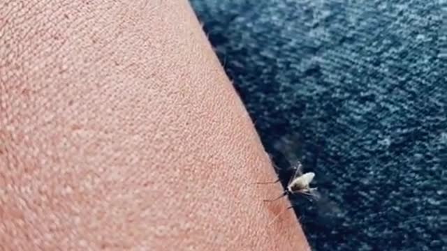 The mosquito is trying to pierce my body.