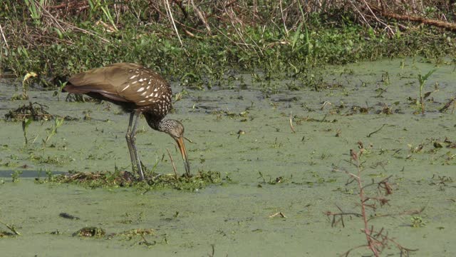 Limpkin feeding on apple snails