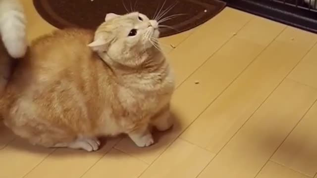 Cute orange kitten, I can't help but accompany her
