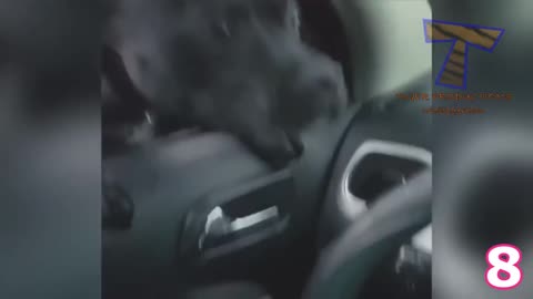 Try not to laugh challenge!!!