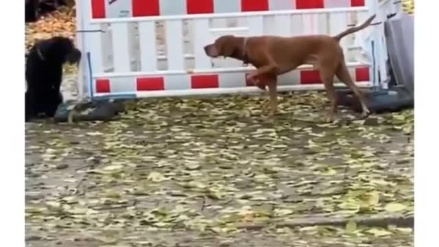 Funny animals video, Cute, and Funny Dog Videos