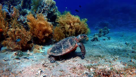 Various types of corals under the beautiful sea