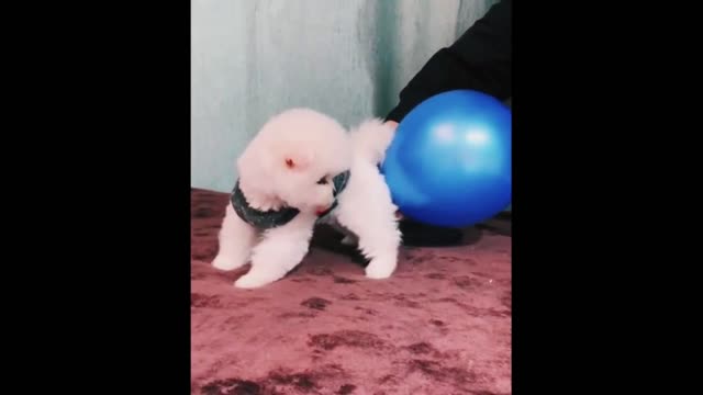 kp11-Funny and Cute Pomeranian Videos