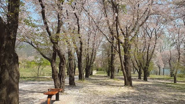 The cherry leaves are scattered