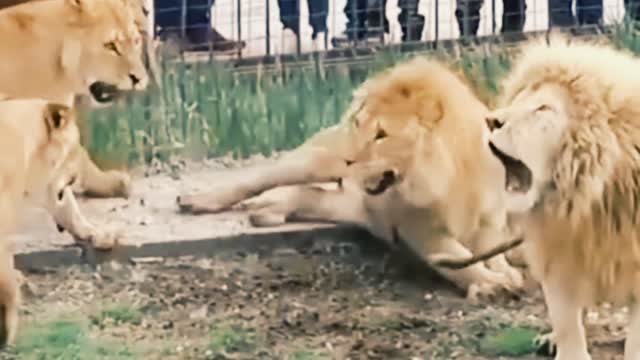 Animal Attack 😱 Lion