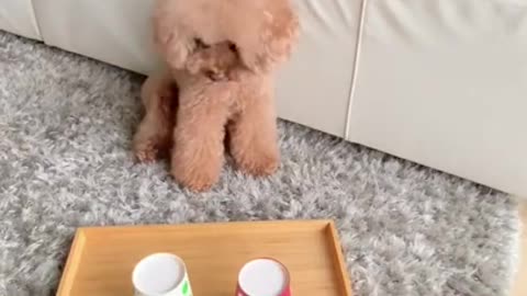 Cute baby dogs Videos cutest moment of the dogs!