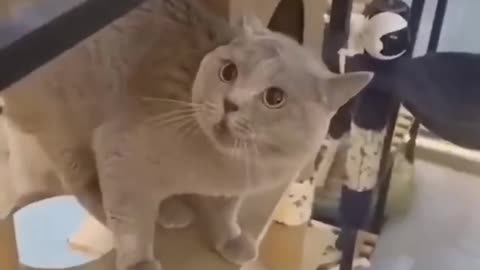 Funny cats and animals videos