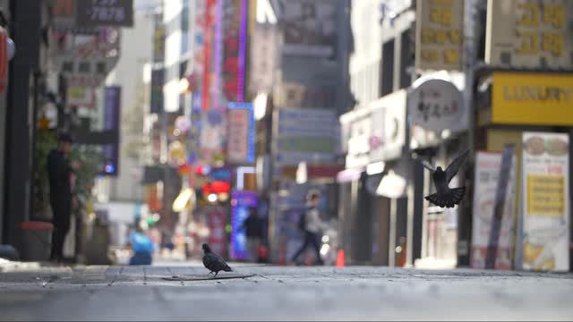 Male Pigeons Fly Down To His Wife on a Shopping Street