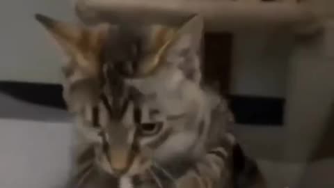 Cat lovers must watch