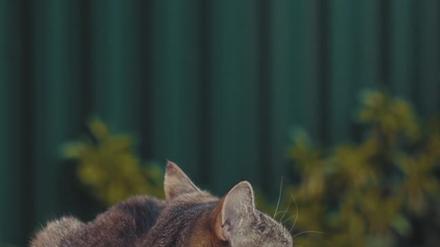 Cat looking and listening around on the street