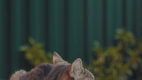 Cat looking and listening around on the street