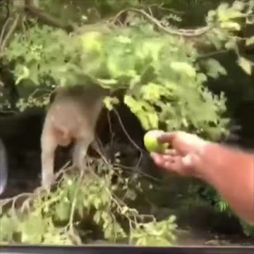 This monkey is straight from a cartoon. Watch til the end!