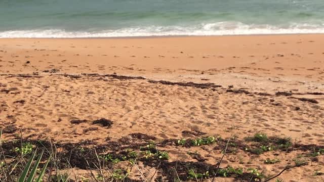 Flagler Beach Ocean Waves