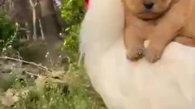 Puppy riding on Cock