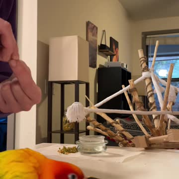 Cool parrot practices his awesome skateboarding skills