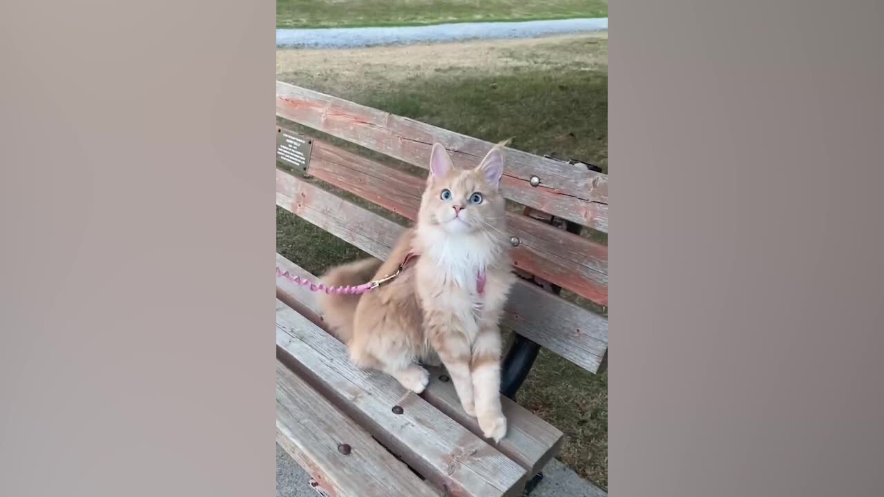 The cat that went out for a walk